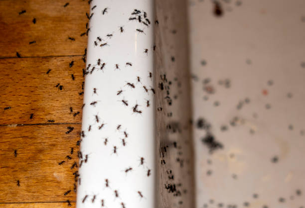 Best Insect Control  in East Riverdale, MD